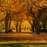 travaux automne saint-quentin