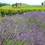 La quiétude de la Provence