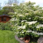 Cabane de jardin