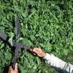 Embellissez votre jardin