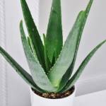 Plante Aloé Vera