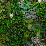 Mur végétal Saint-Quentin