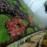 Créer un mur végétal dans son jardin 