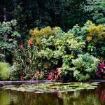 creation oasis jardin, oasis conseil jardin, oasis biodiversité création, oasis tendance idee, etape creation oasis jardin, oasis jardin verdure