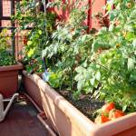 Tomates