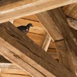 charpente bois de maison