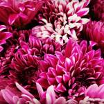 Couleur de l'année Very Magenta