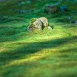 Nos conseils pour l'aménagement d'un jardin japonais