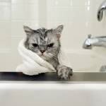 Combattre l'humidité pour un intérieur sain