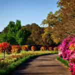 allée de jardin