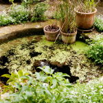 astuces bassin agrément