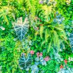 Créer son mur végétal extérieur La Maison Des Travaux Ales