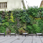 Créer un mur végétal