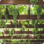 5 raisons d’installer une pergola – La Maison Des Travaux de Cherbourg