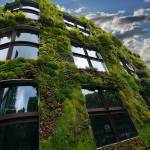 Créer un mur végétal extérieur: que faire? 