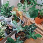 Comment installer une serre de jardin ?