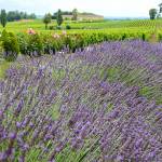 La quiétude de la Provence