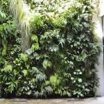 mur vegetal Hyeres