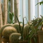 5 raisons pour adopter une pergola