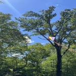 climatisation végétale