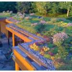 Toiture végétalisée