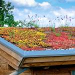 Toiture végétalisée d'un immeuble