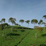 Jardin en pente