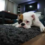 Quel revêtement de sol pour l'intérieur ?