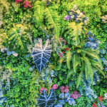 creer-mur-vegetal-exterieur-albi