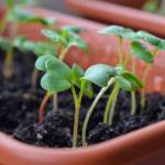 Créer un potager sur son balcon