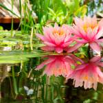 Créer une oasis dans son jardin.