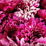Couleur de l'année Very Magenta