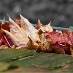 travaux maison automne toulouse